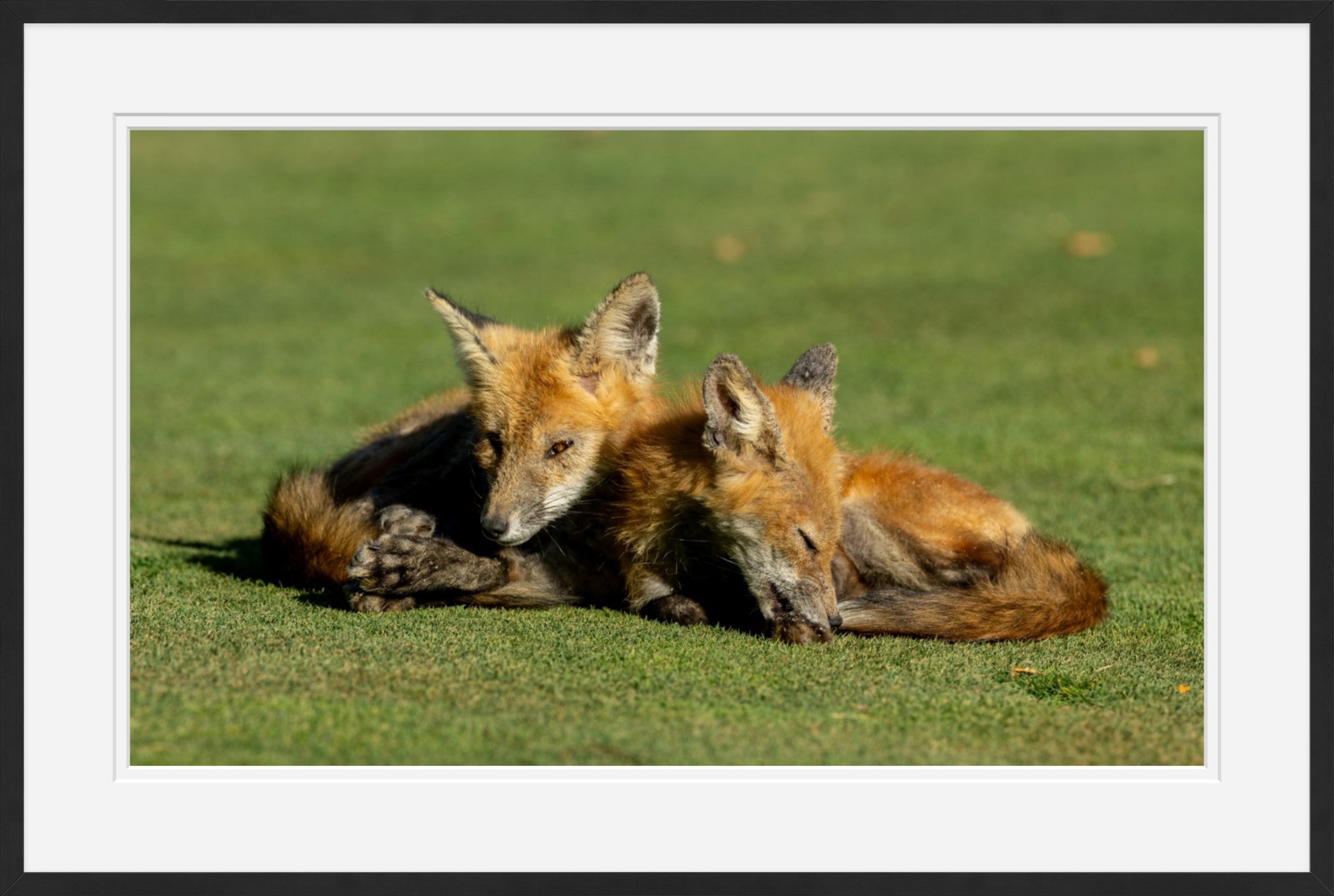 Fox Kits