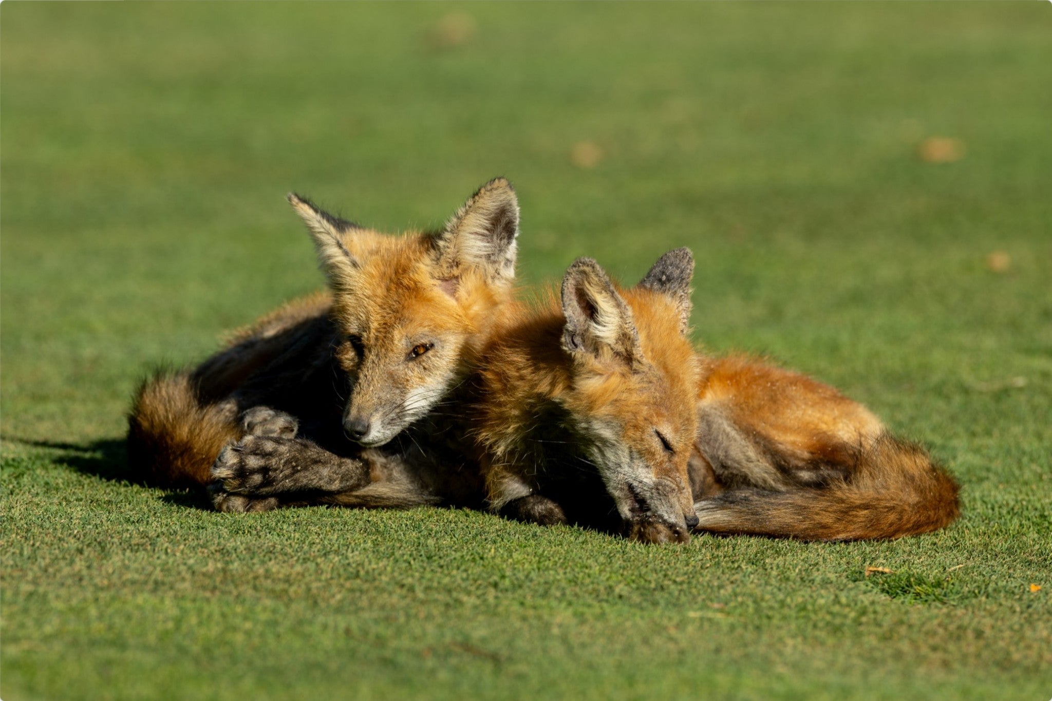 Fox Kits