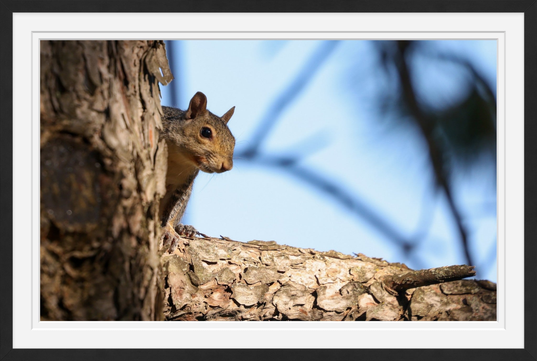 Gray Squirrel I