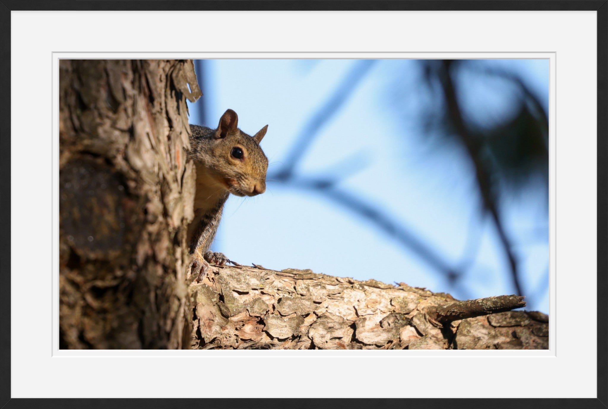 Gray Squirrel I
