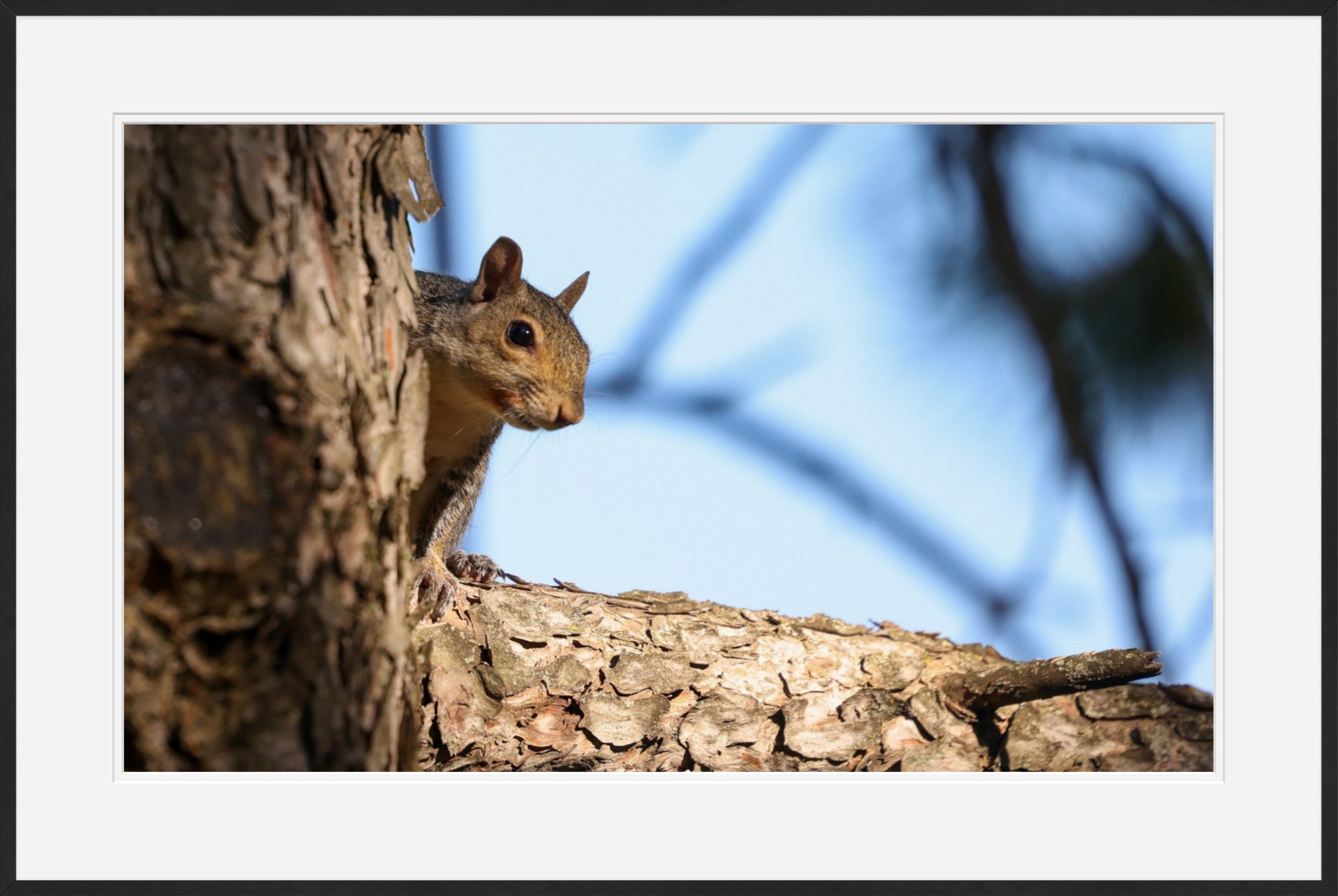 Gray Squirrel I