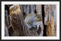 Gray Squirrel II