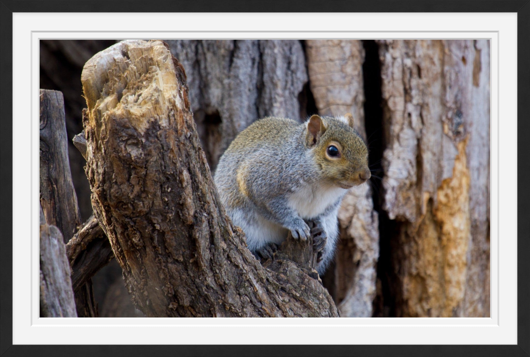 Gray Squirrel II