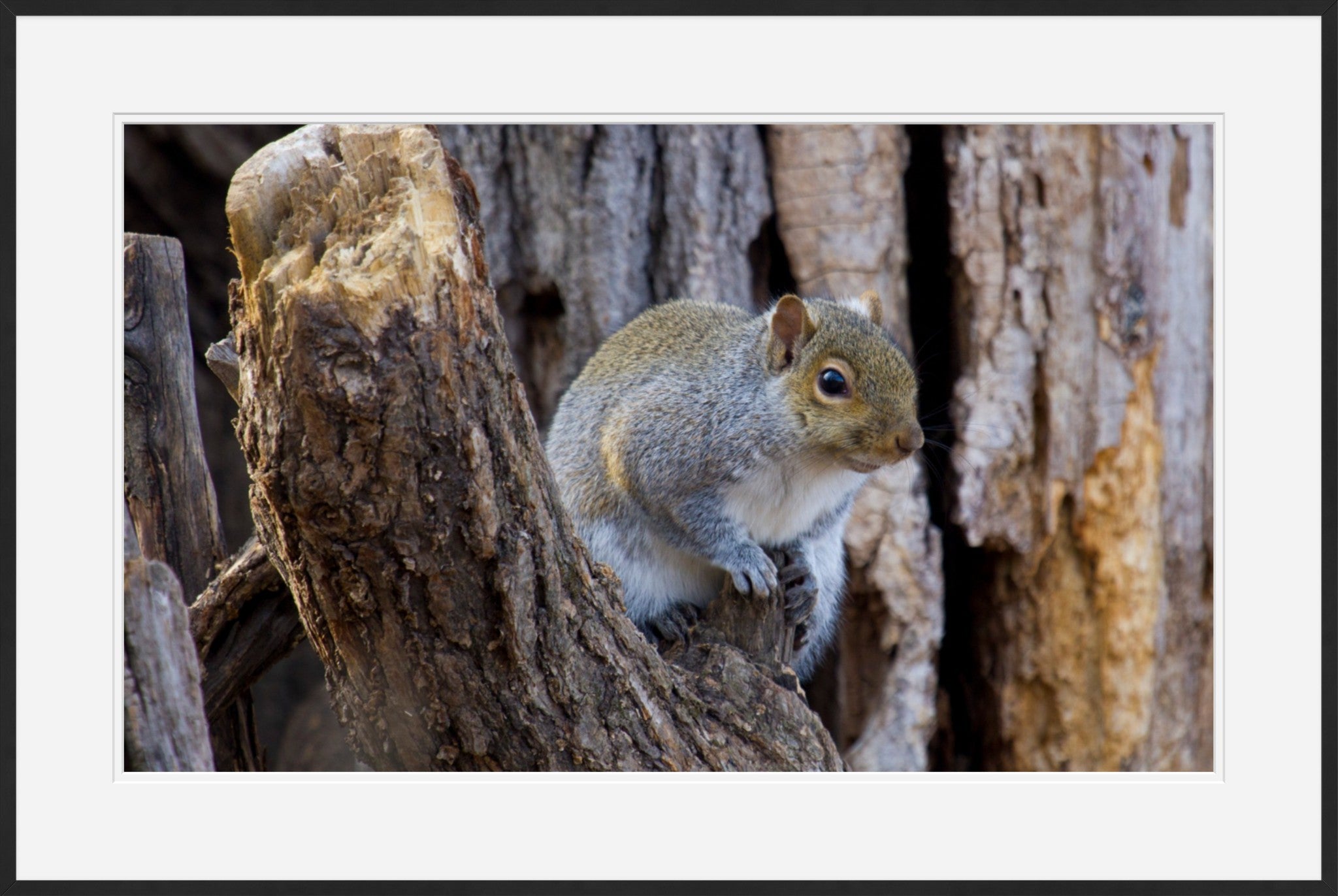 Gray Squirrel II