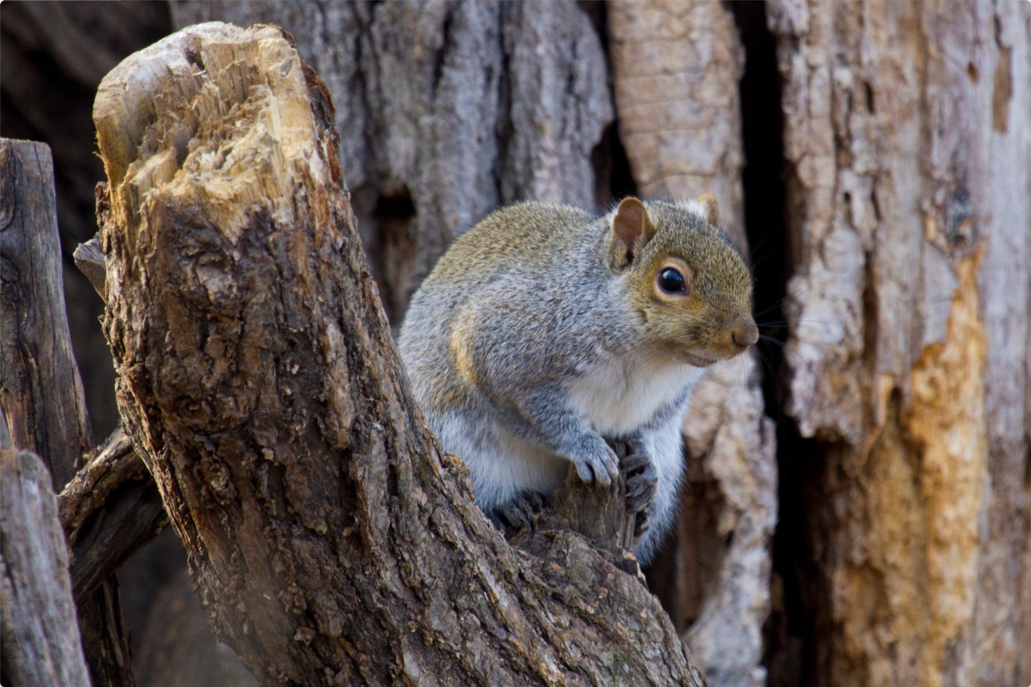 Gray Squirrel II
