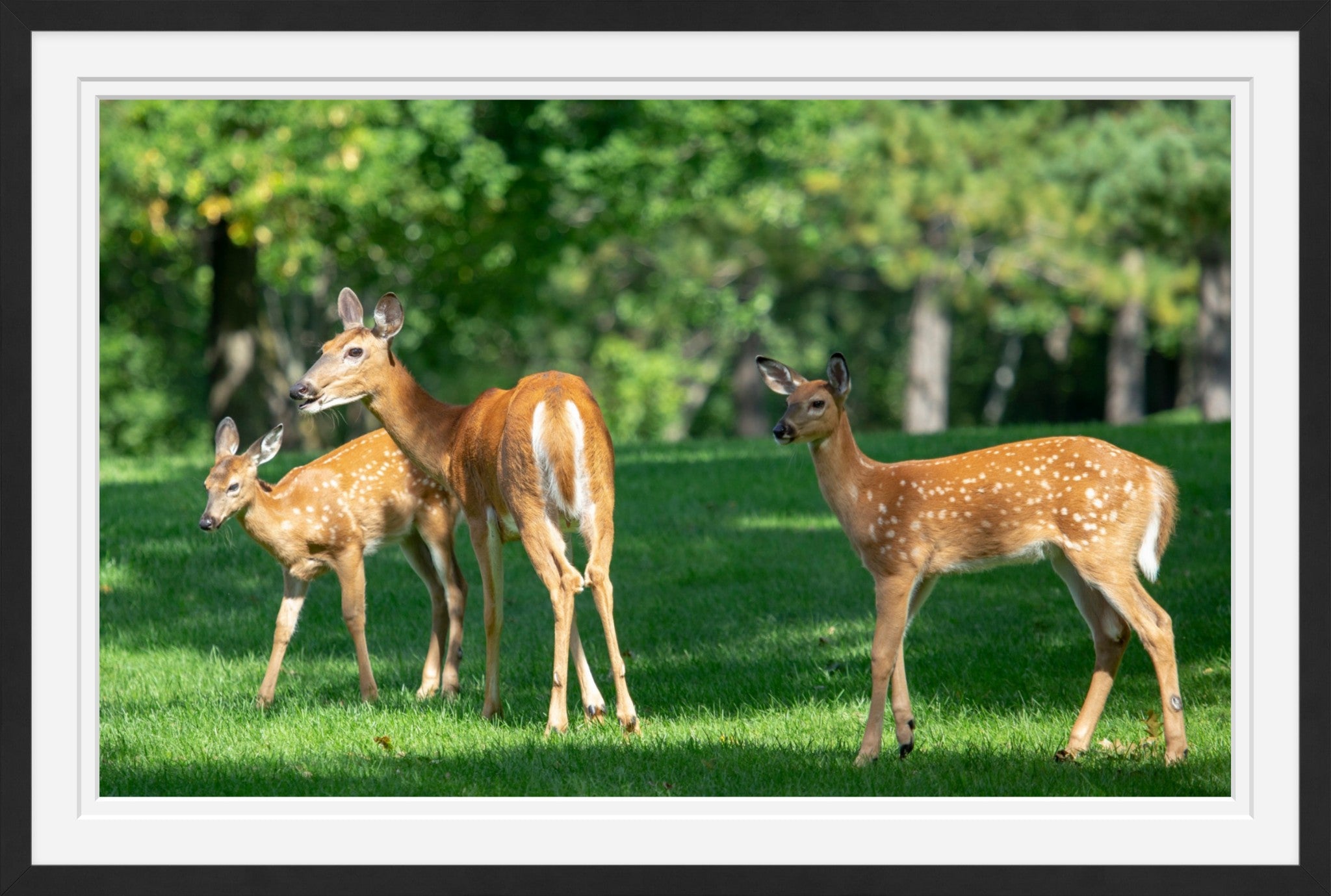 Doe with two fawns