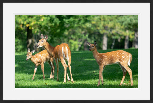 Doe with two fawns
