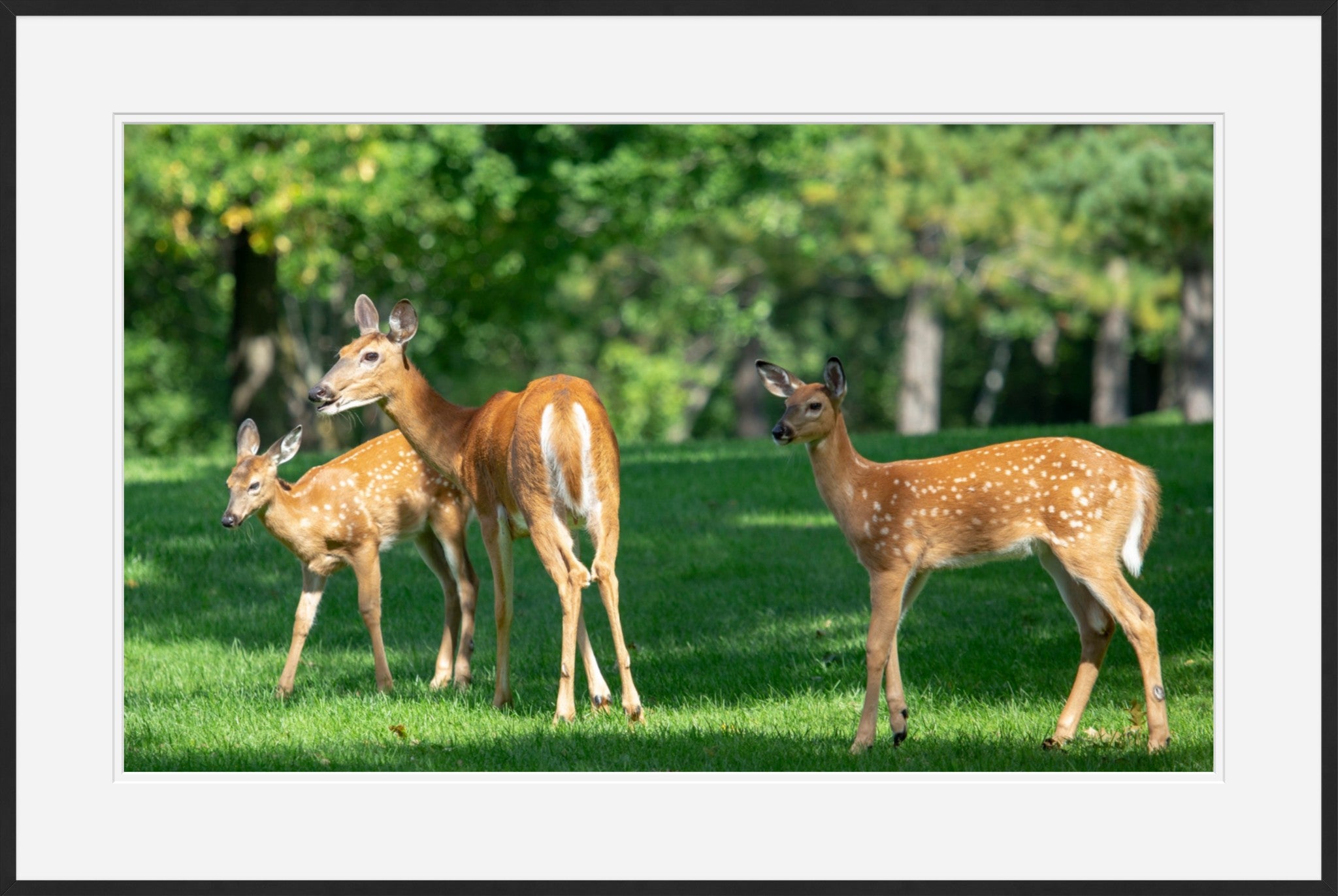 Doe with two fawns