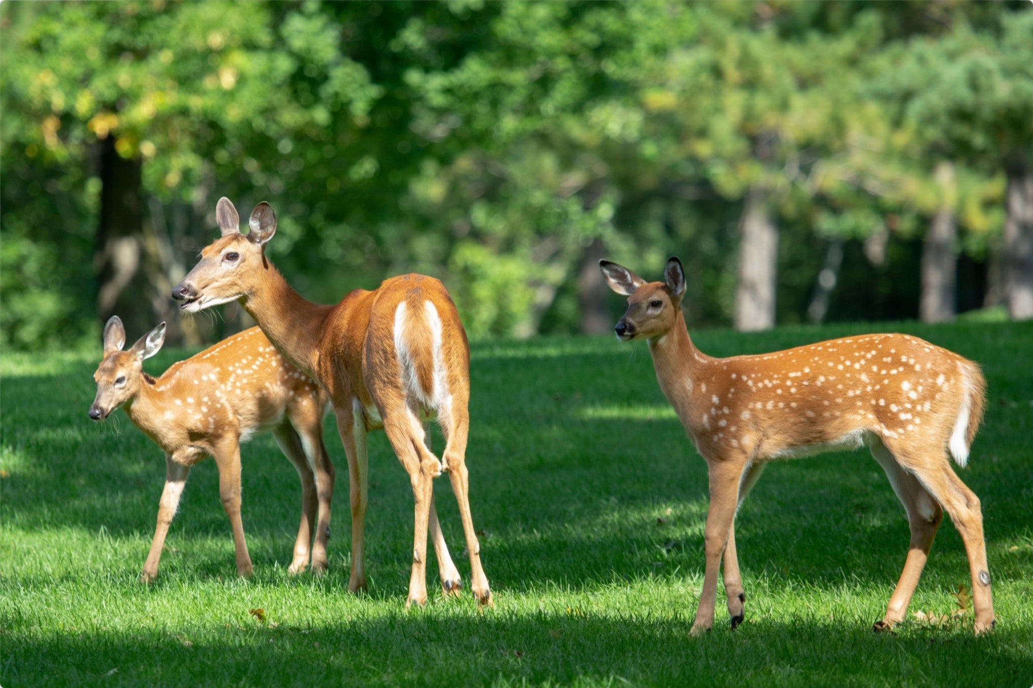 Doe with two fawns