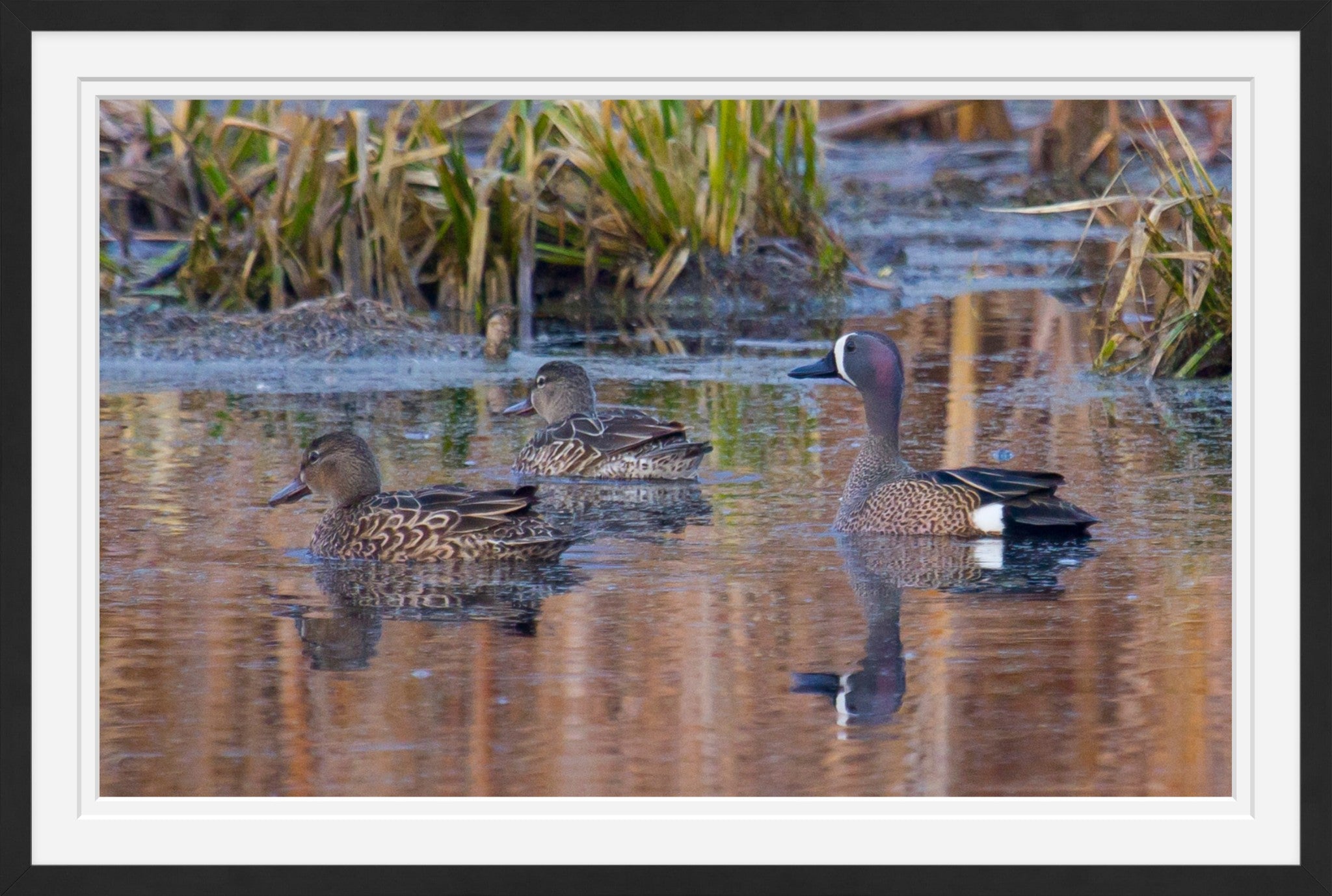 Blue-winged Teal