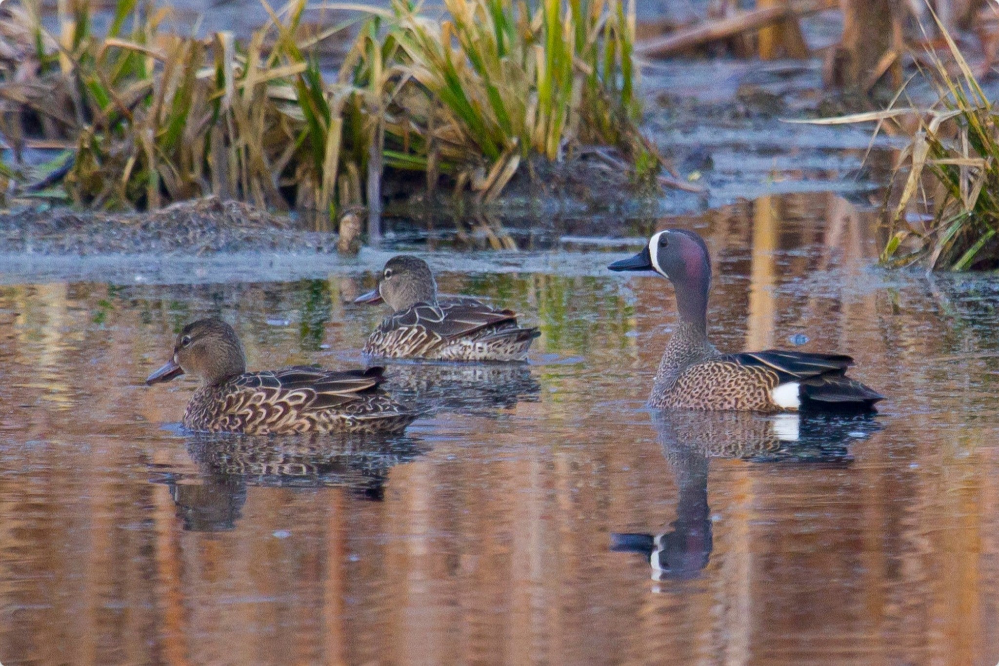 Blue-winged Teal