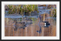 Blue-winged Teal