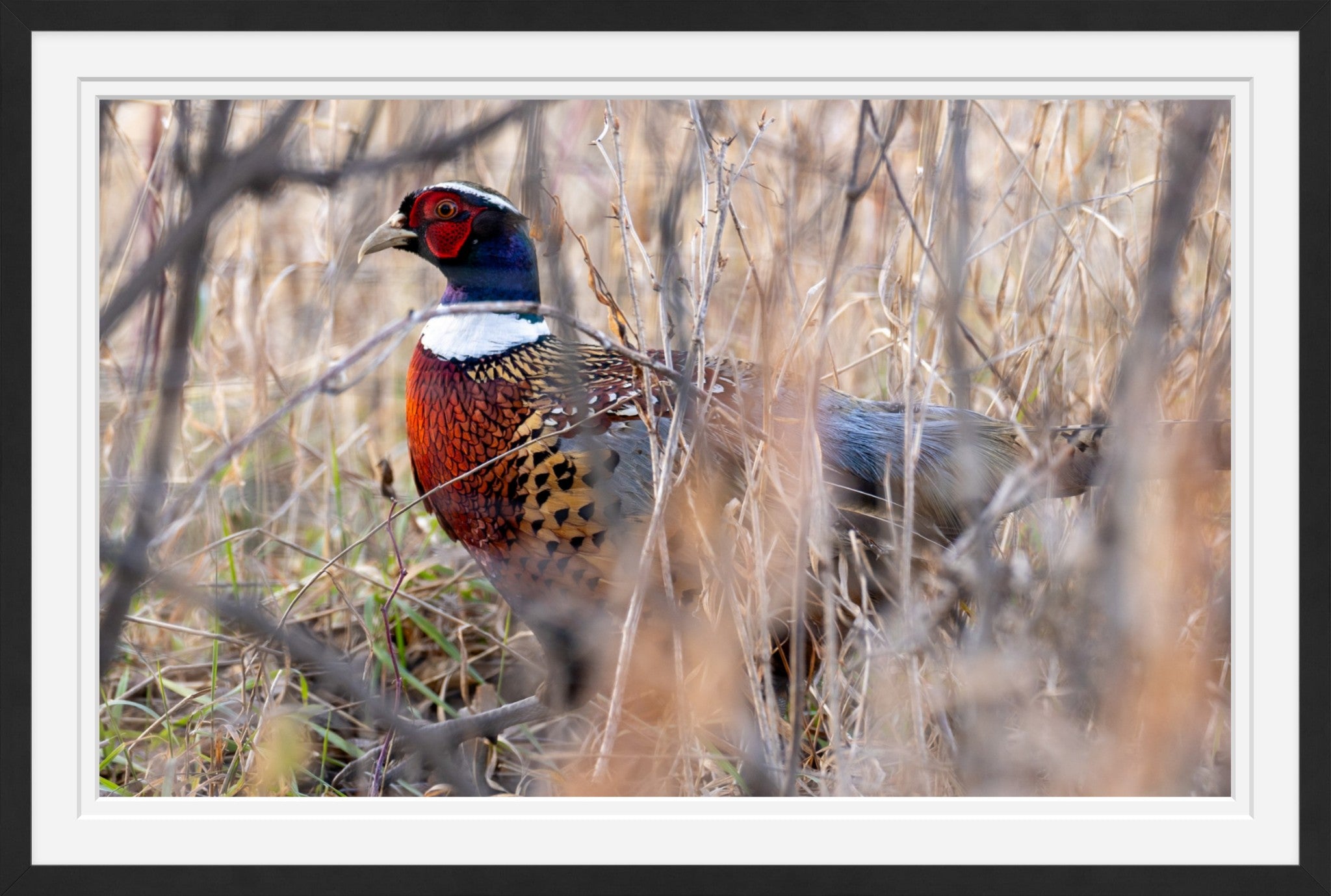 Southern Minnesota Pheasant
