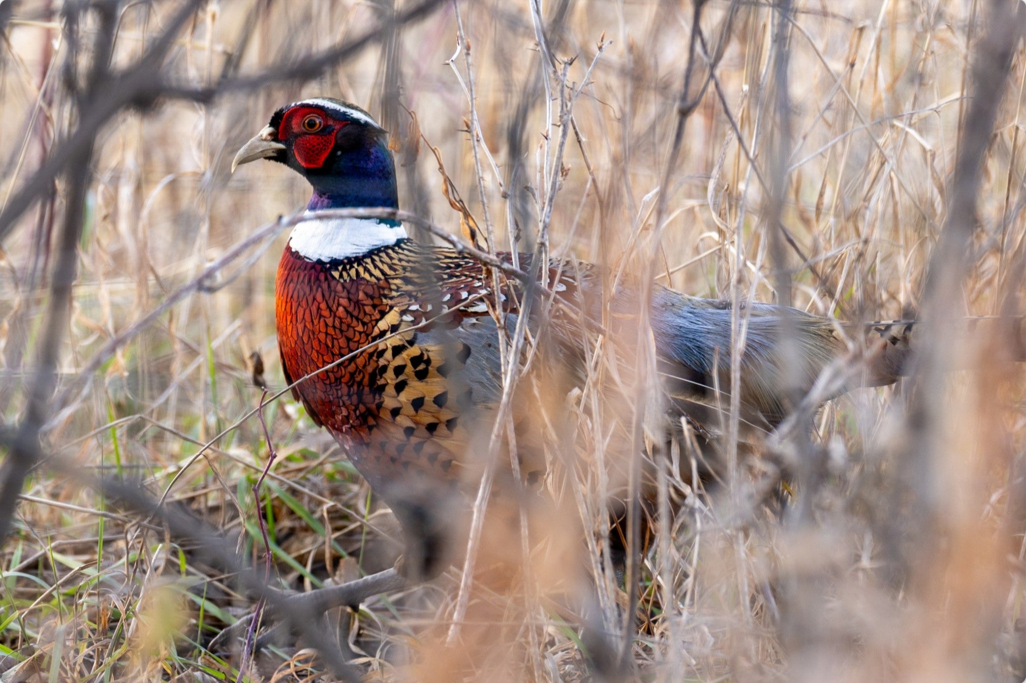 Southern Minnesota Pheasant