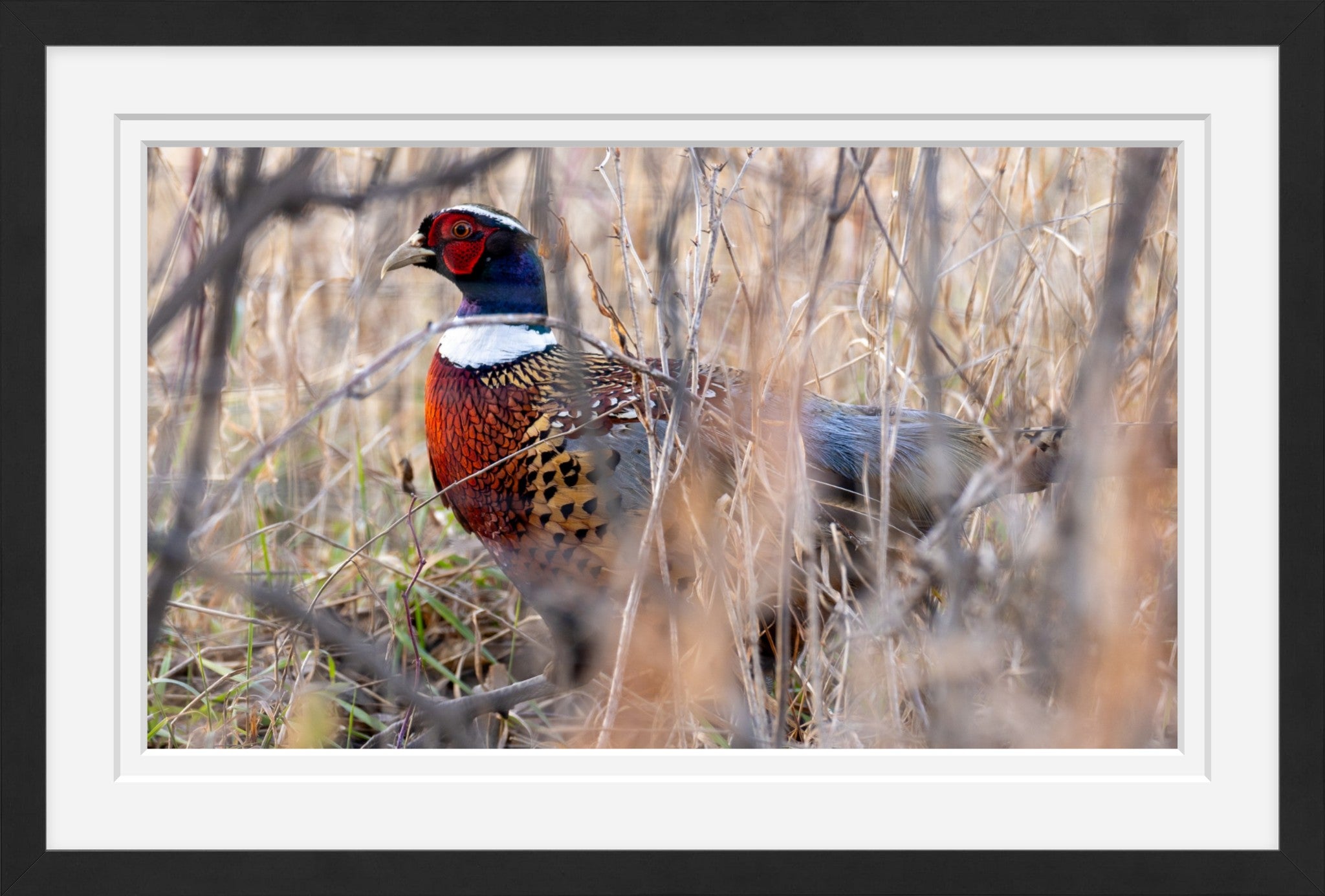 Southern Minnesota Pheasant