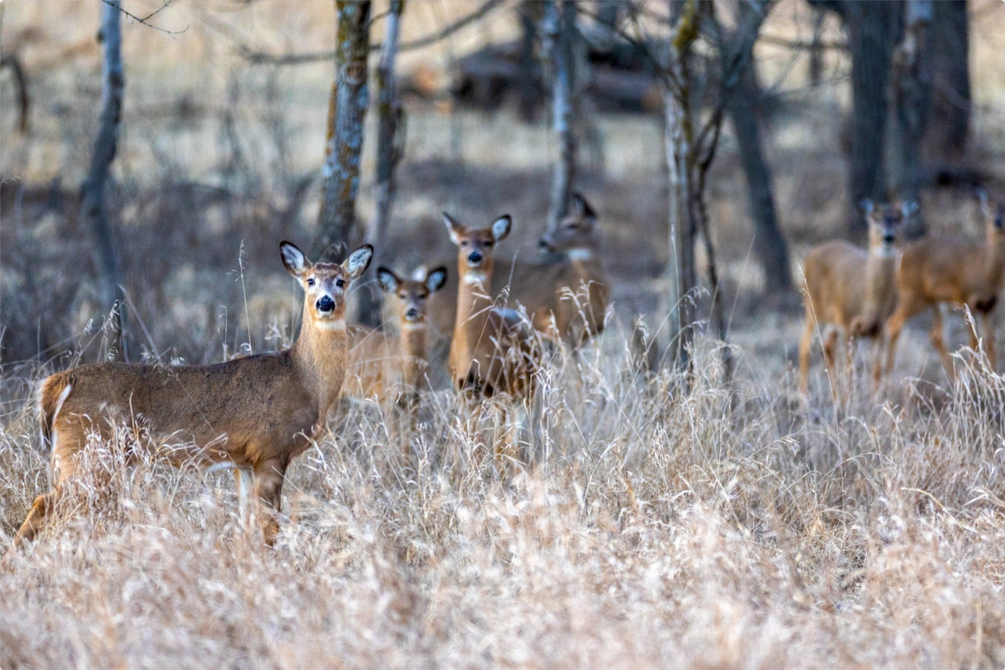 So Much for Camouflage I