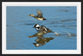 Hooded Mergansers