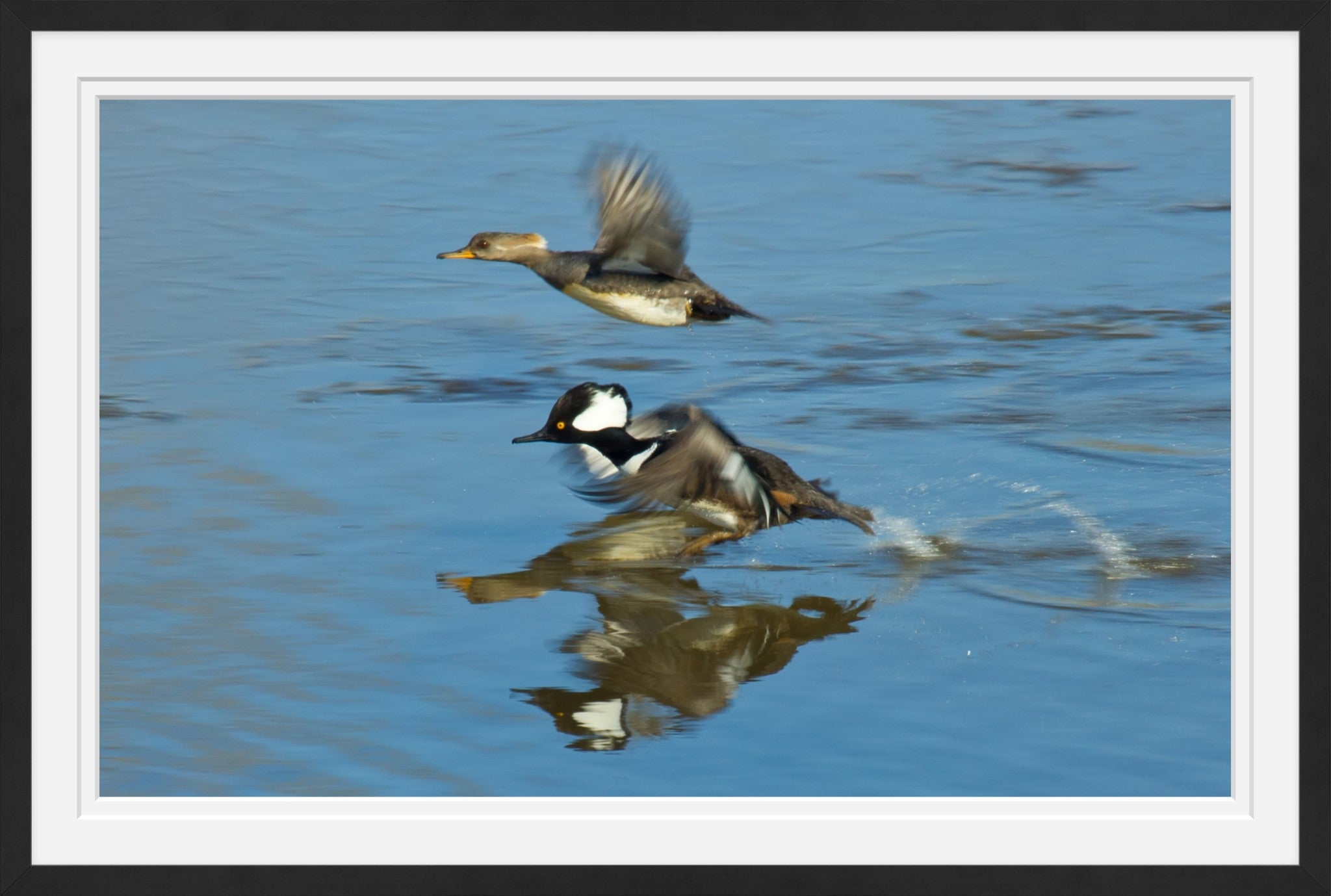 Hooded Mergansers