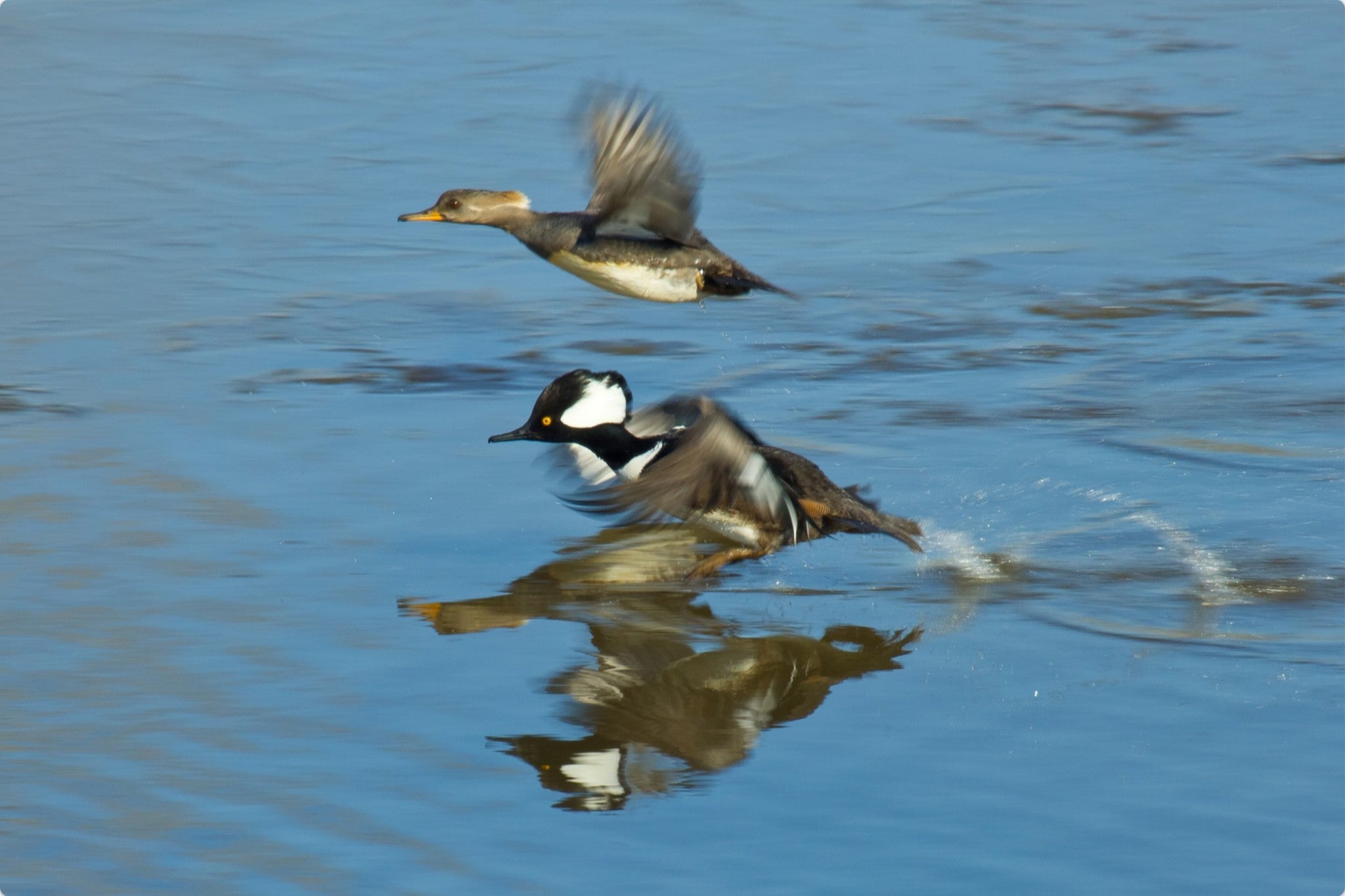 Hooded Mergansers