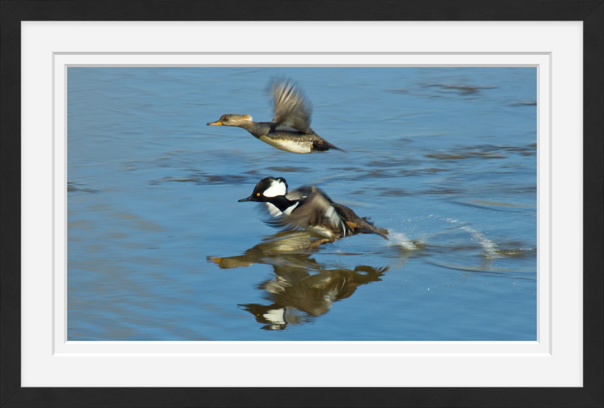 Hooded Mergansers