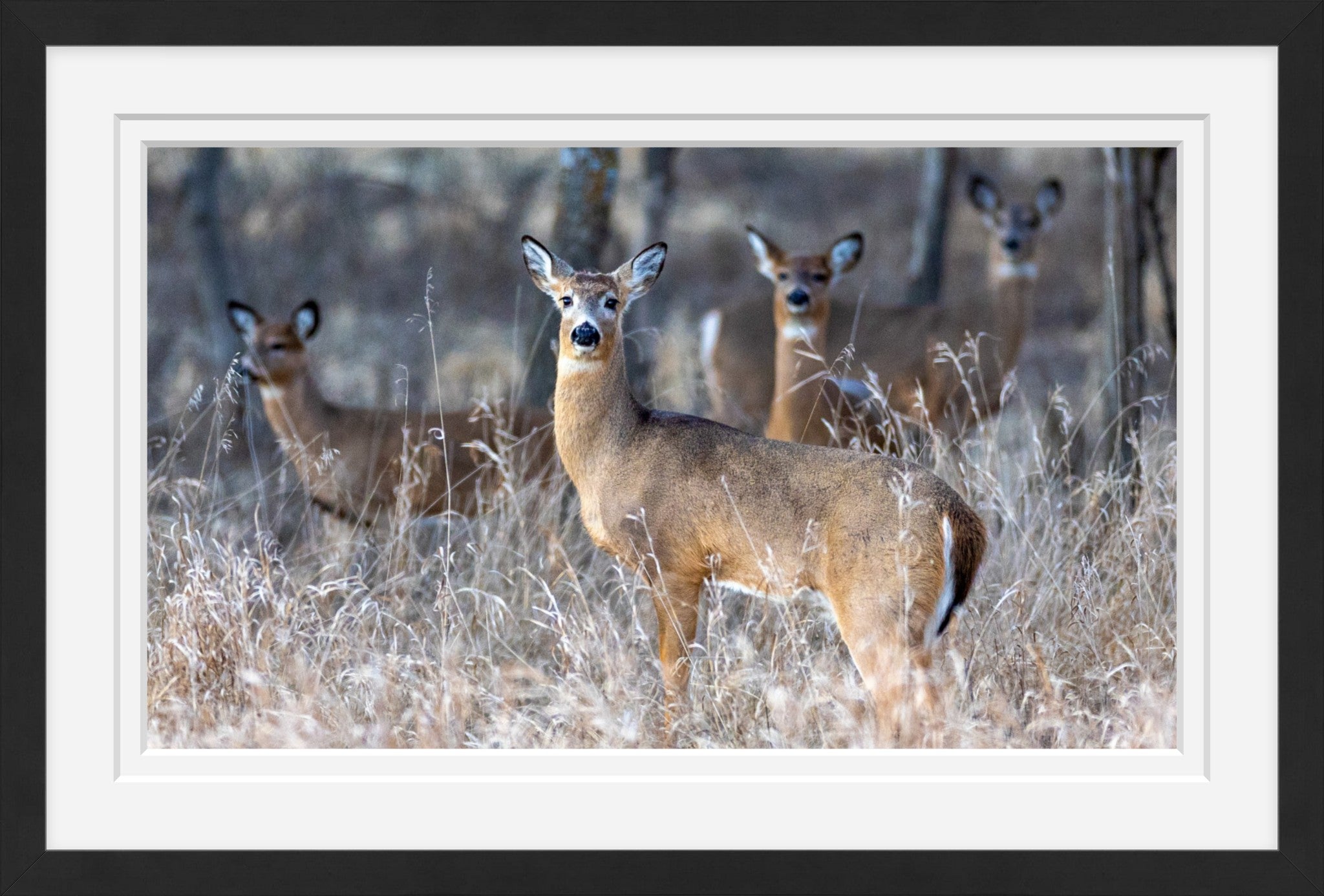 So Much for Camouflage II