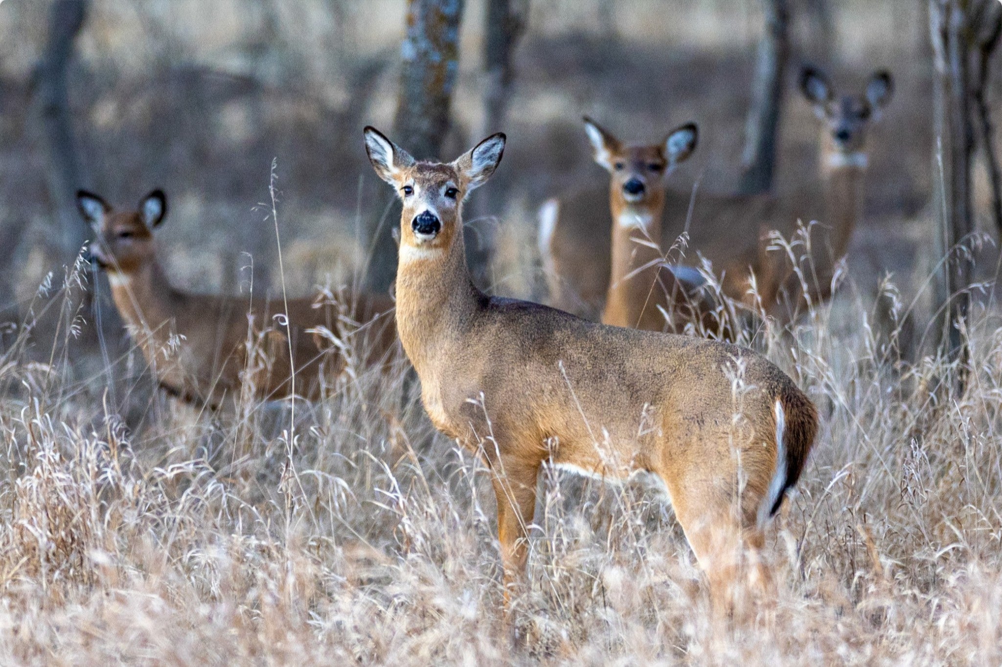 So Much for Camouflage II